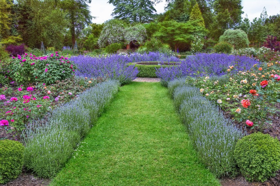 Вейник и шалфей