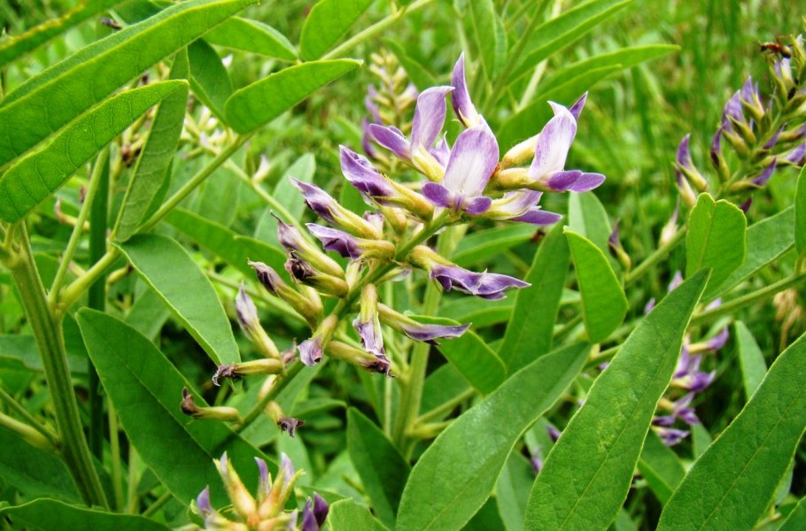 Красавка белладонна Atropa Belladonna