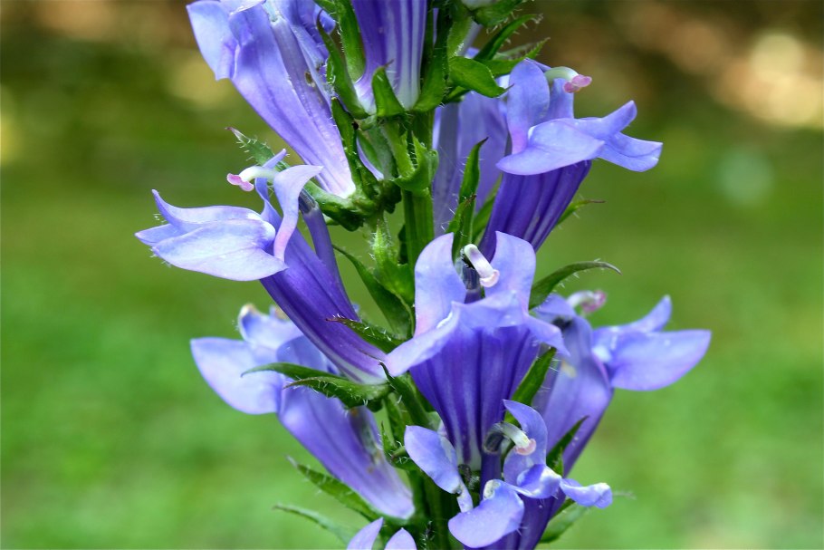 Aristea Major