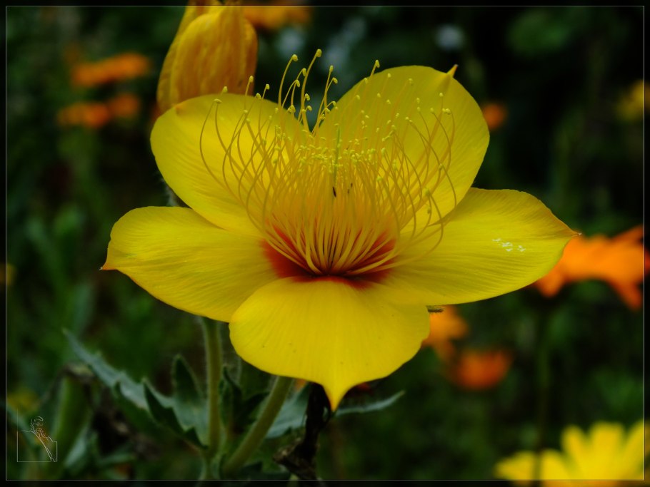 Бартония золотистая