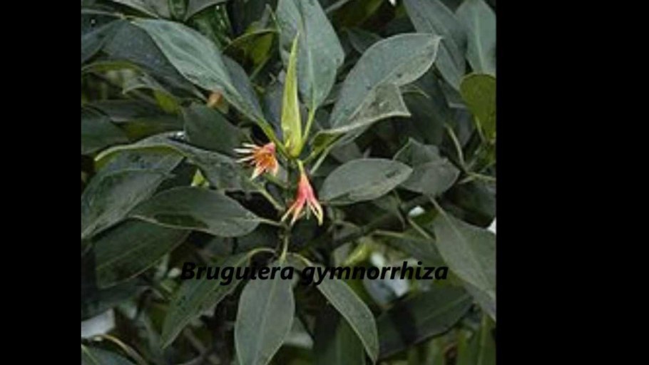 Жимолость реснитчатая