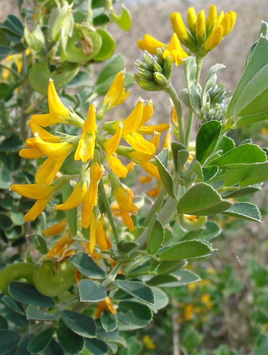 Ракитник австрийский