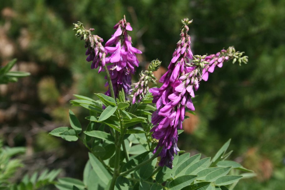 Кермек полив