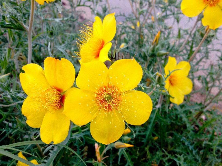 Шалфей патио дип Блю