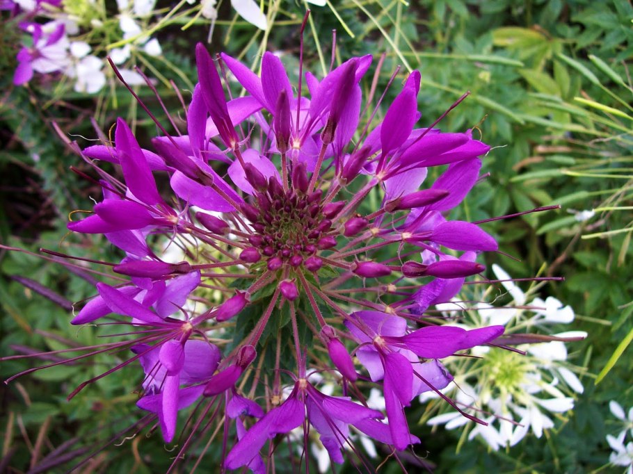 Цветок симаруба