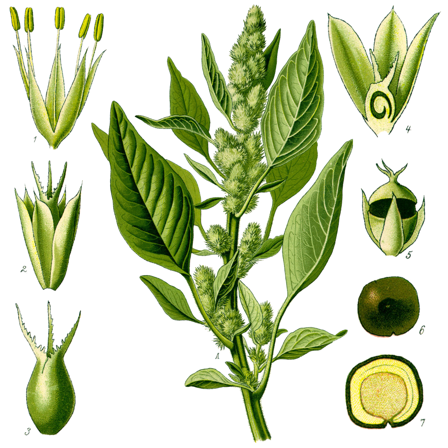 Эмлерия вишнеподобная