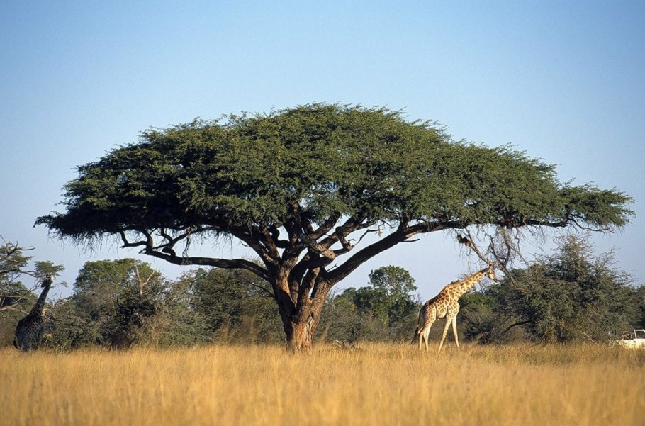 Баобаб бутылочное дерево