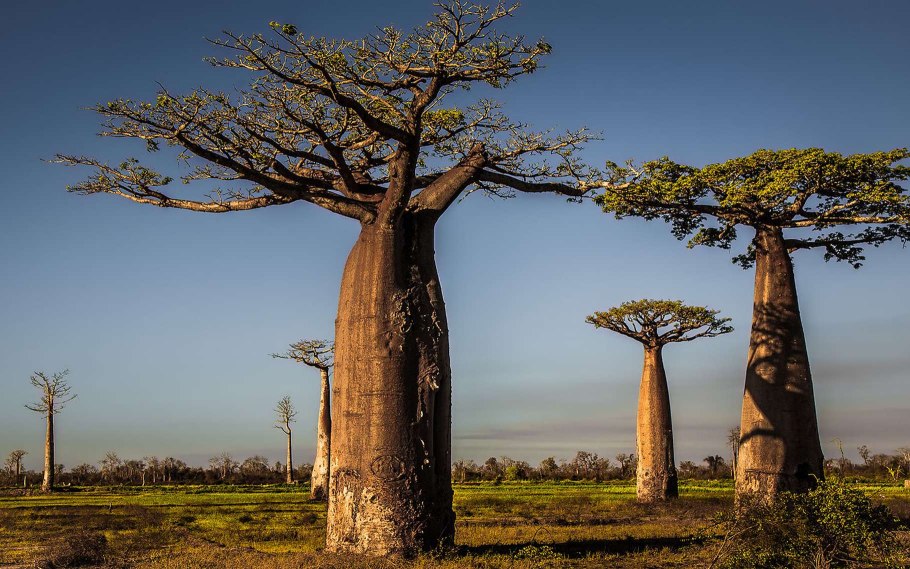 Баобаб в саванне Африки