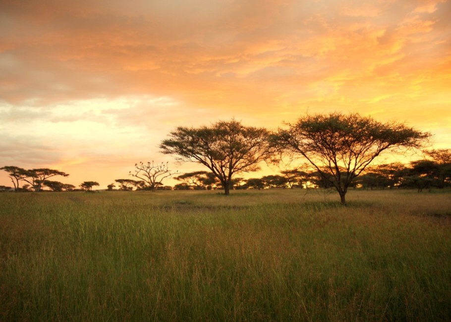 Африkа Намибия Саванна