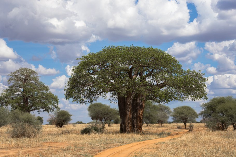 Зонтичная Акация в Африке