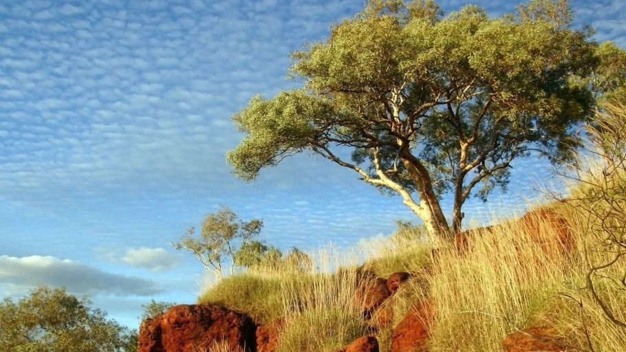 Низкорослые эвкалипты австралии
