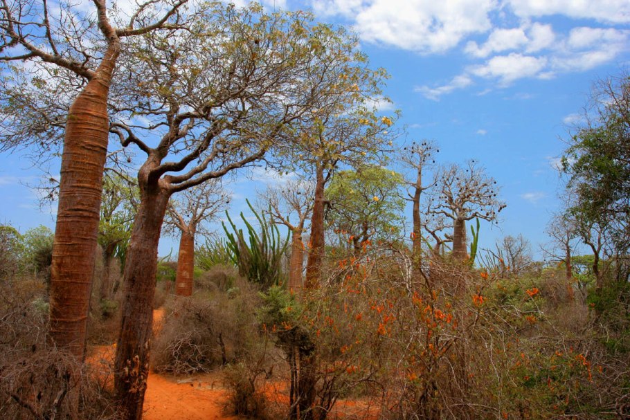Adansonia rubrostipa