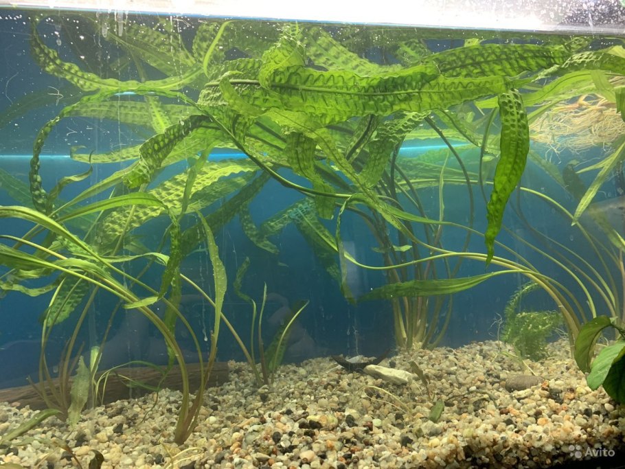 Апоногетон ундулатус