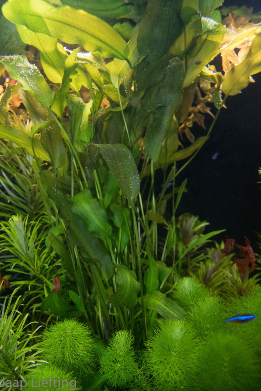 Аквариумное растение