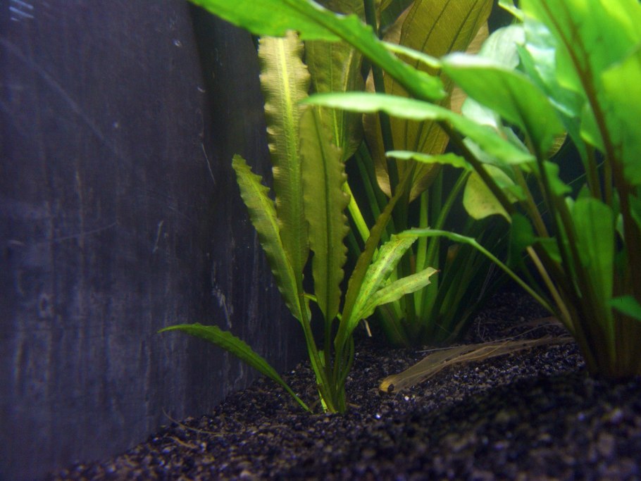 Криптокорина криспатула тонкиненсис
