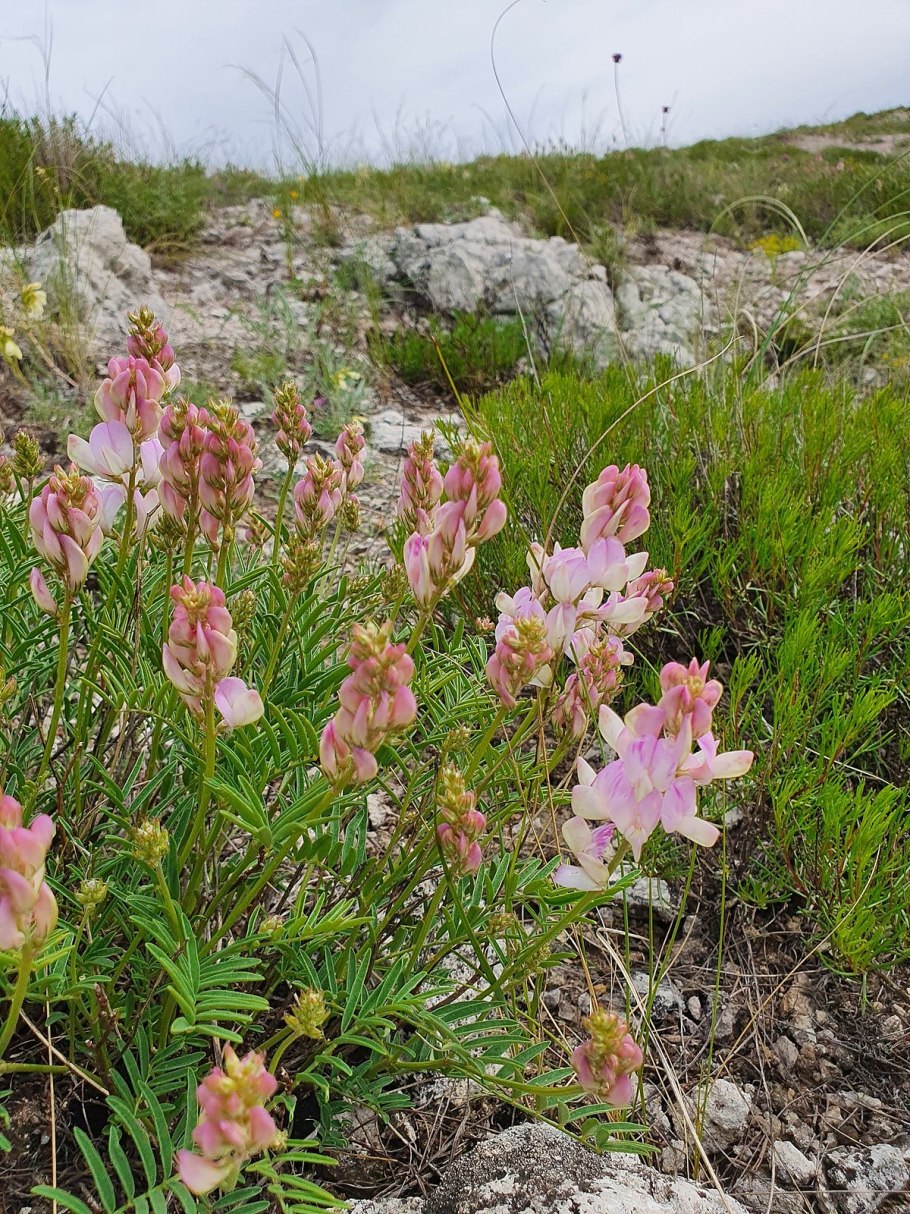 Копеечник Альпийский (Hedysarum alpinum)