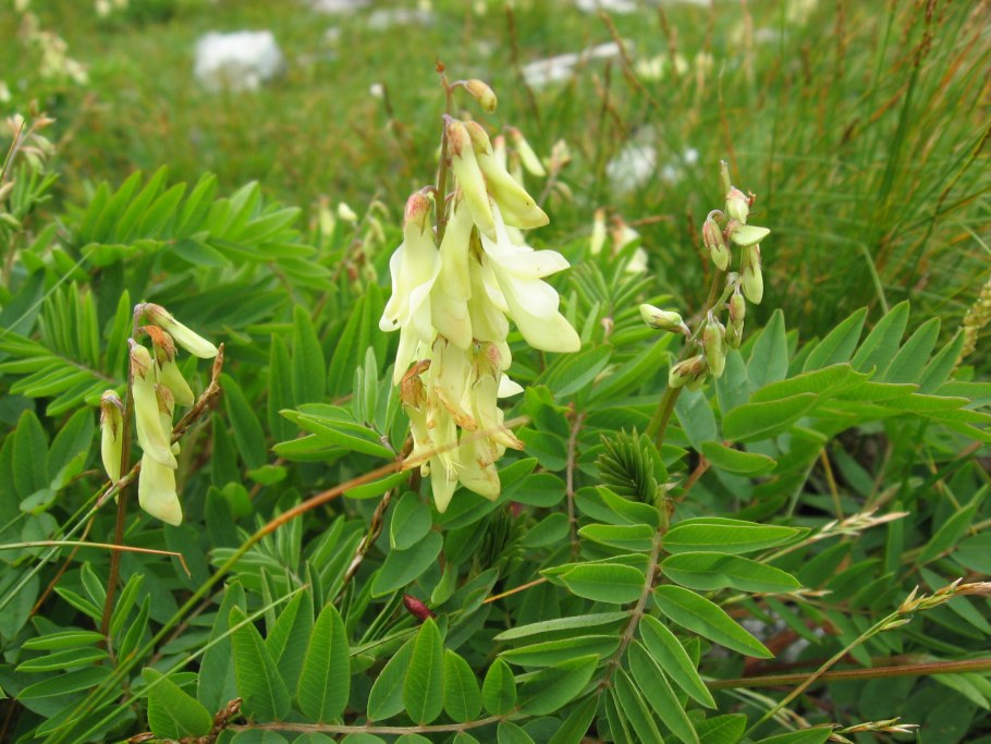 Копеечник Крымский