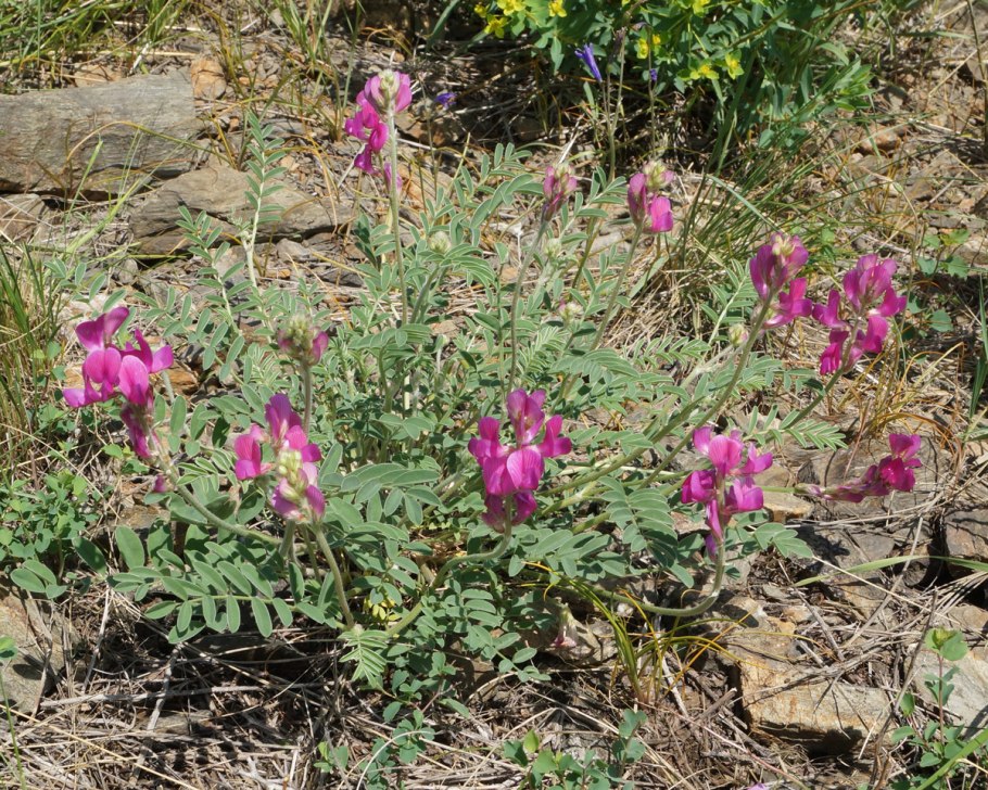 Альпийский копеечник трава