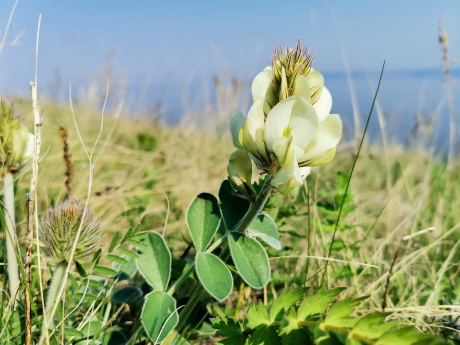 Копеечник Минусинский