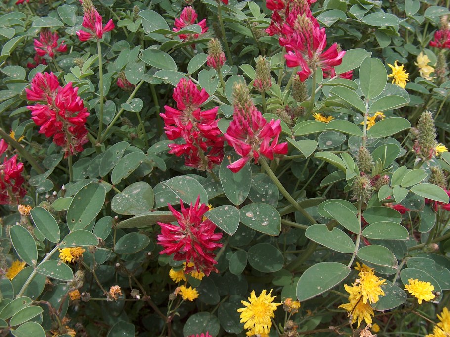 Копеечник Гмелина