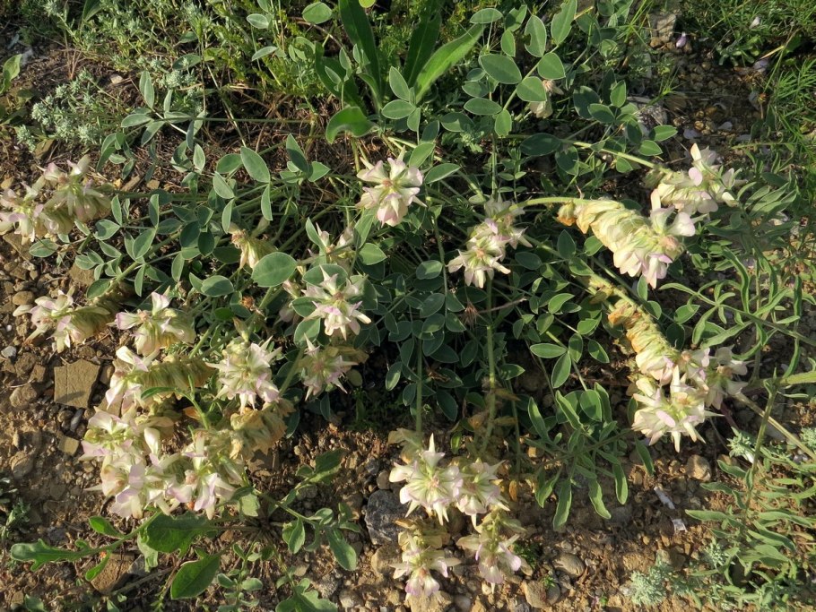 Копеечник бледный