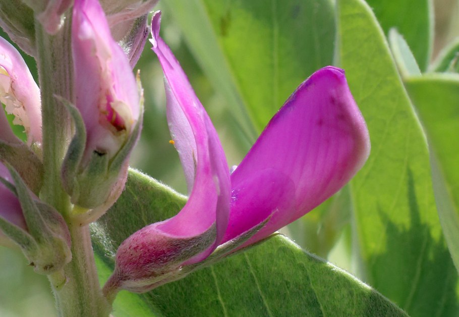 Копеечник арктический