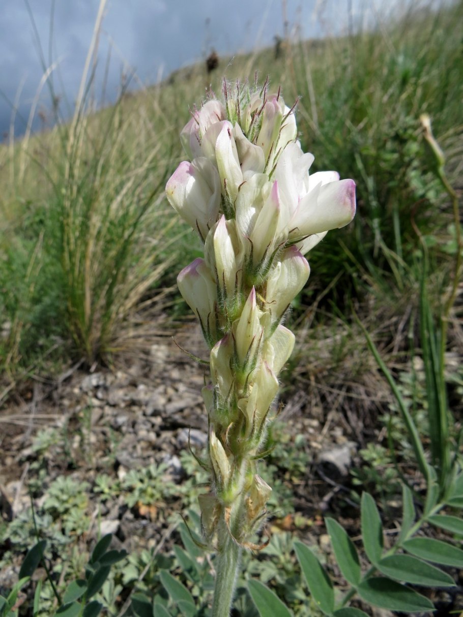 Hedysarum turczaninovii