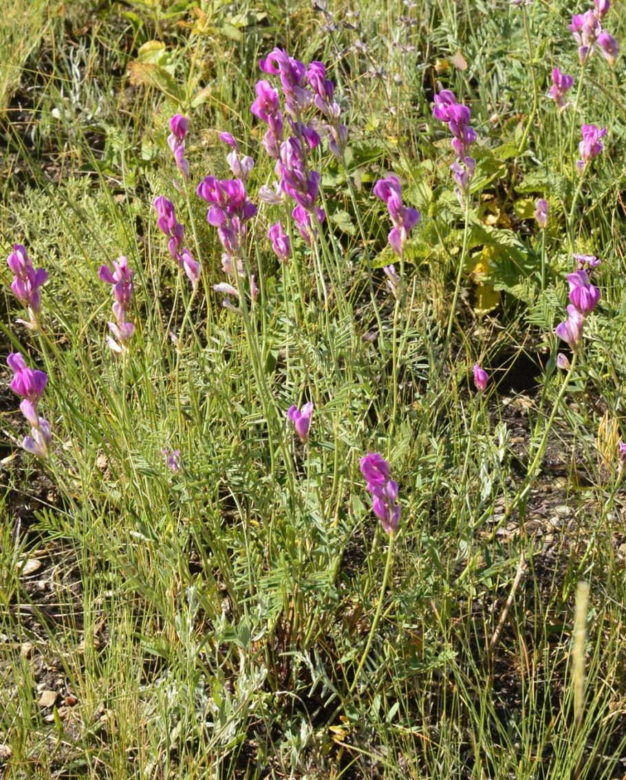 Копеечник гмелина