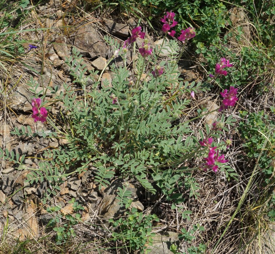 Копеечник серебристолистный