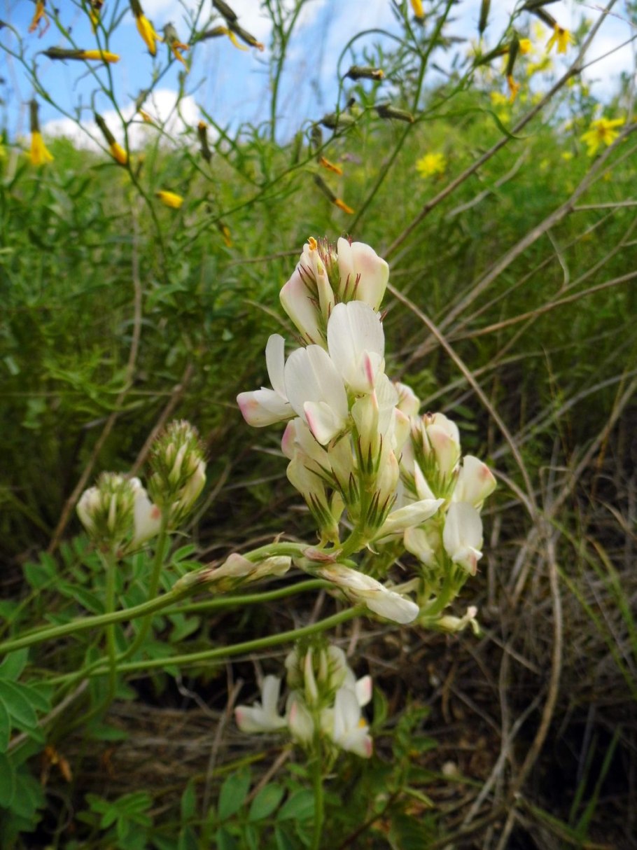 Копеечник мелколистный