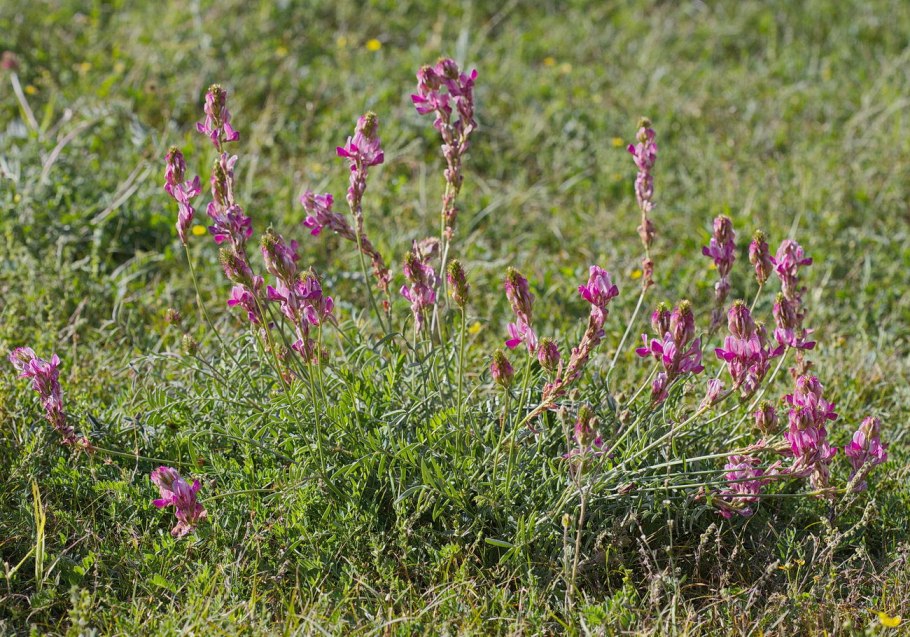 Копеечник гмелина