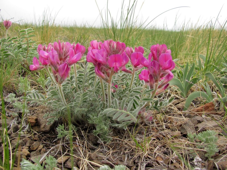 Копеечник южносибирский