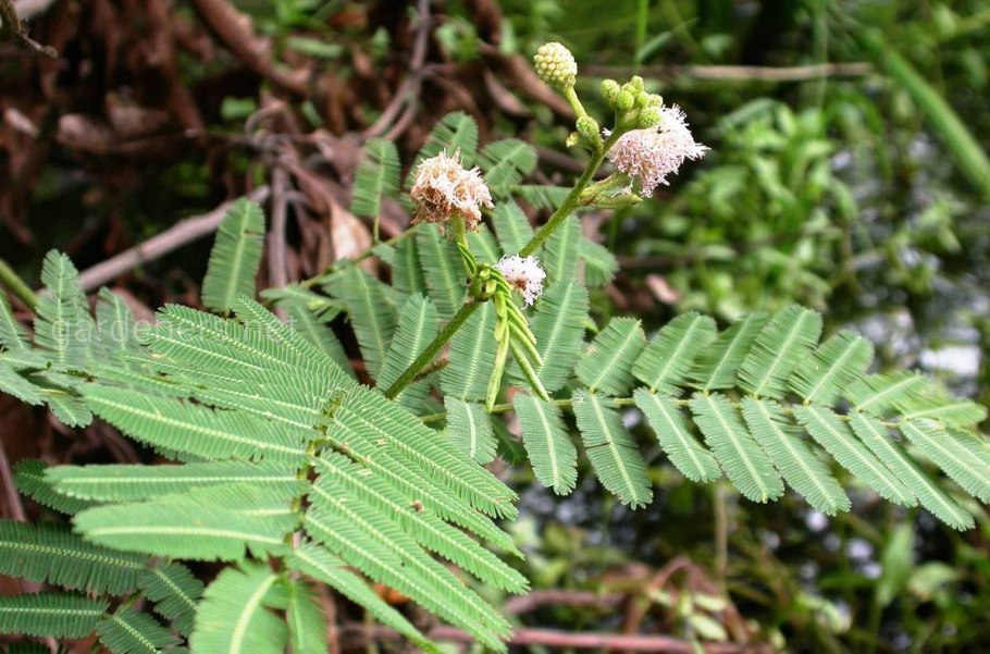 Грыжник (Herniaria)