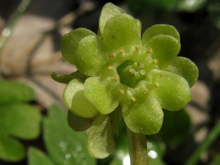 Берцелия скуарроса