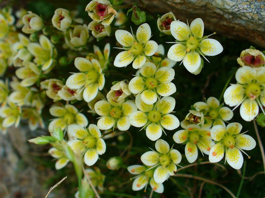 Паразитаксус растение паразит