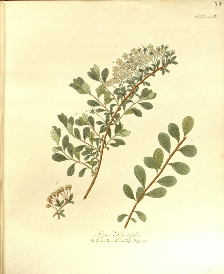 Microphylla цветокmurtrus