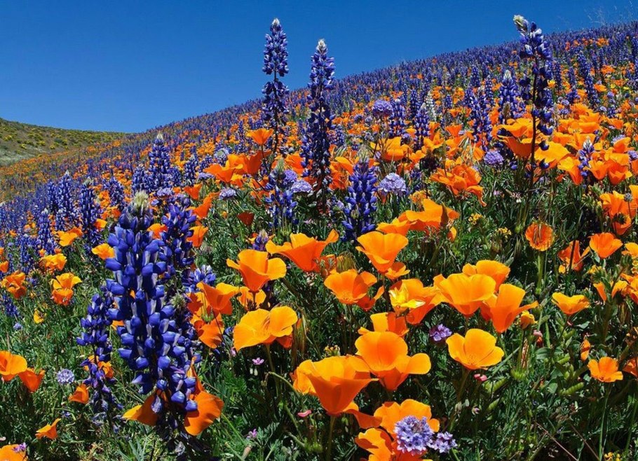 Удивительная красота растений