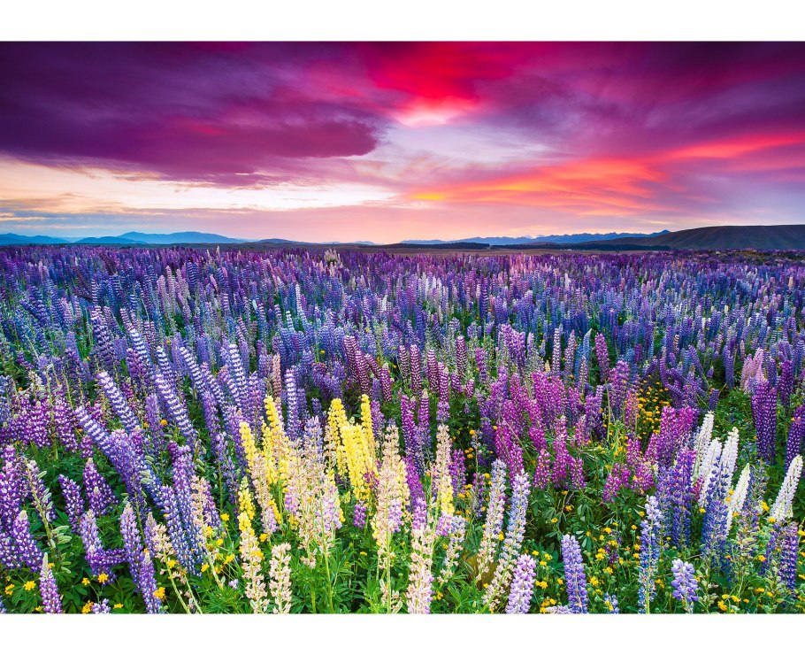 Индийский парк «Долина цветов»