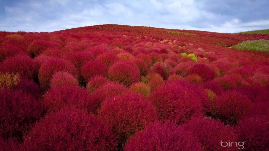 Парк Хитачи зимой
