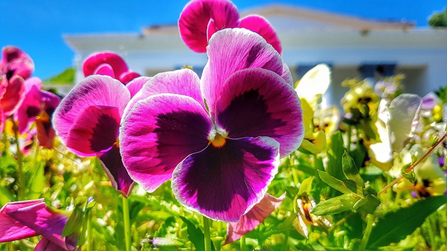 Анютины глазки