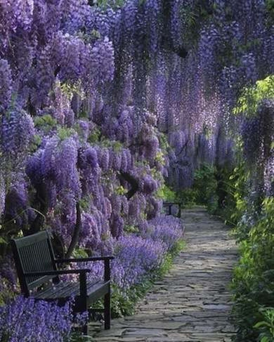 Глициния китайская Блю сапфир