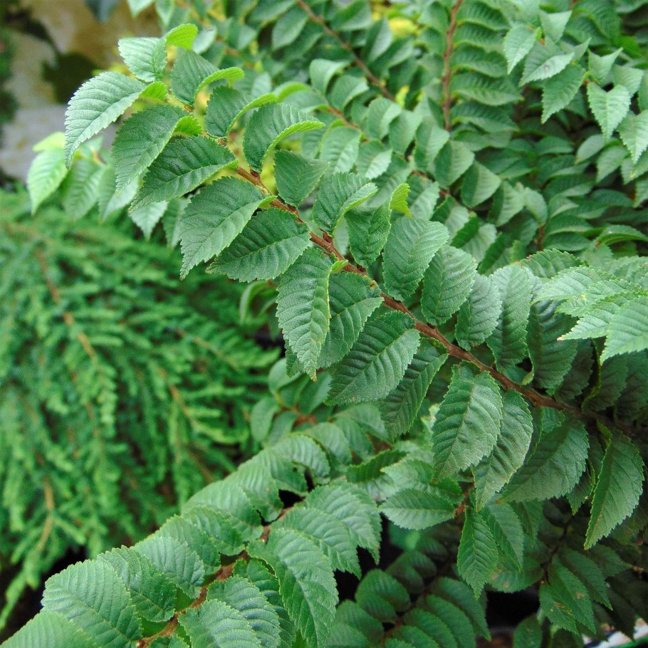 Вяз малый (Ulmus Minor)
