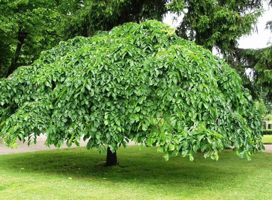 Вяз шершавый (Ulmus glabra)