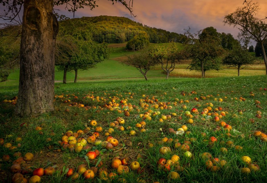 Закат в саду