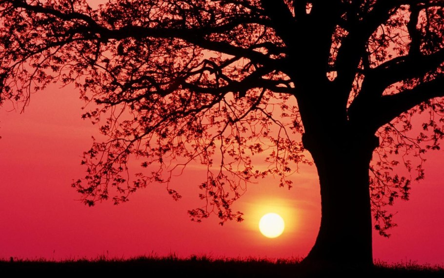 Дерево на закате