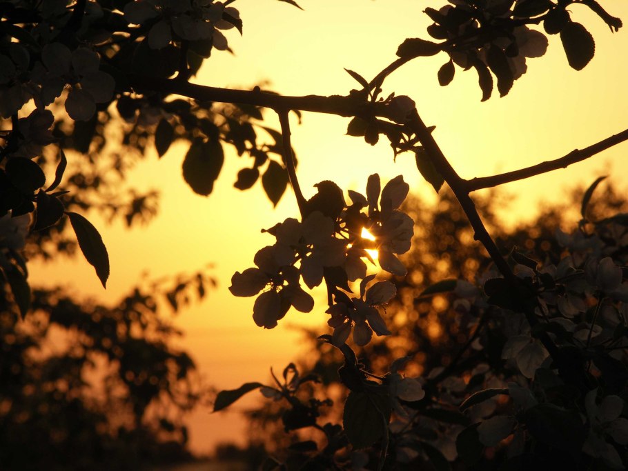 Яблоня рассвет