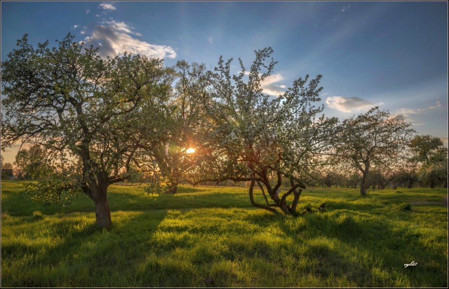 Старый Яблоневый сад