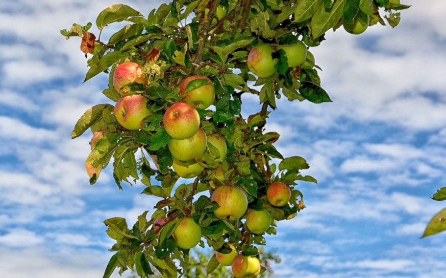 Яблоня с яблоками