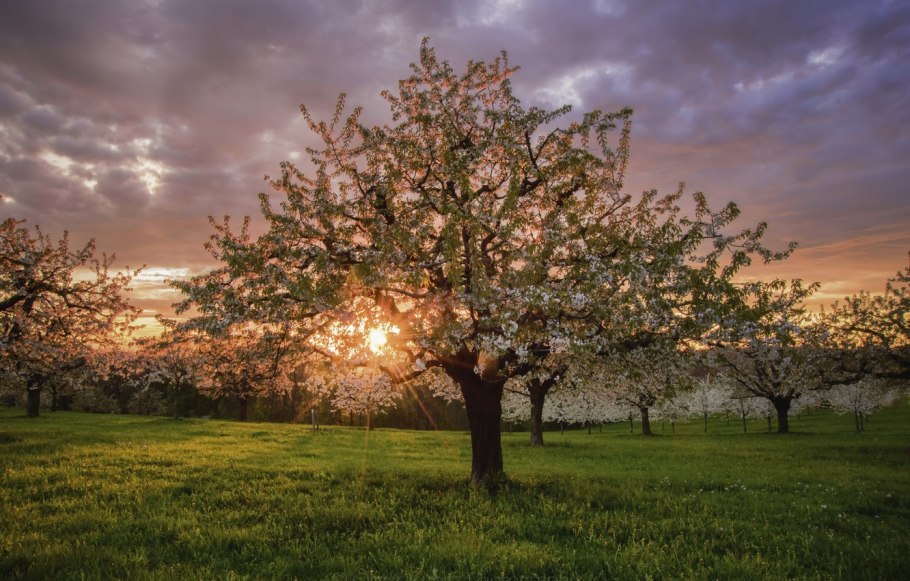 Расцвет яблони