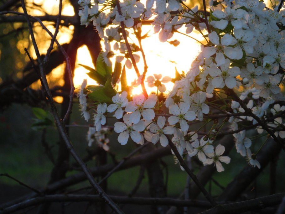 Абрикосовое дерево Япония